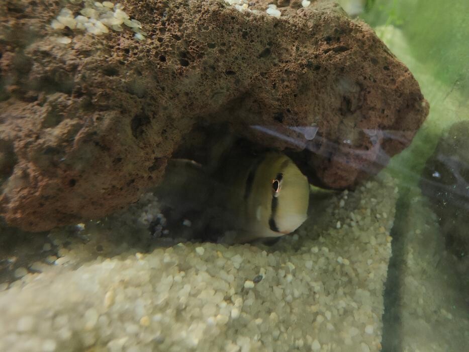 Images Aquariopassion