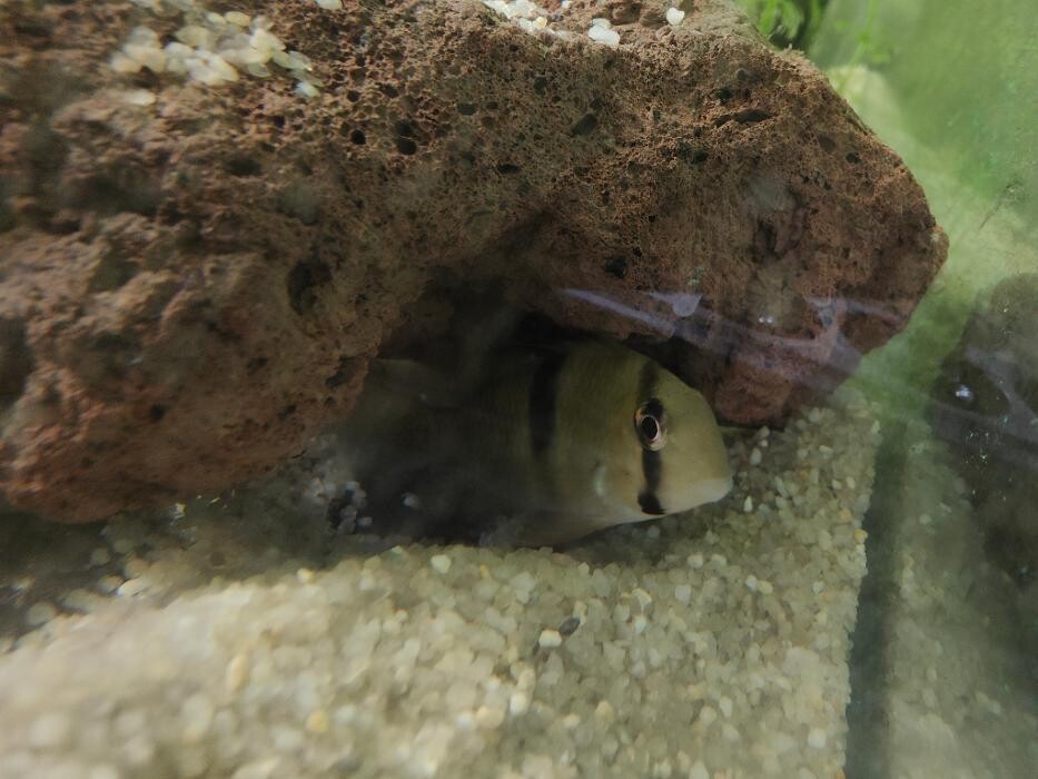 Images Aquariopassion