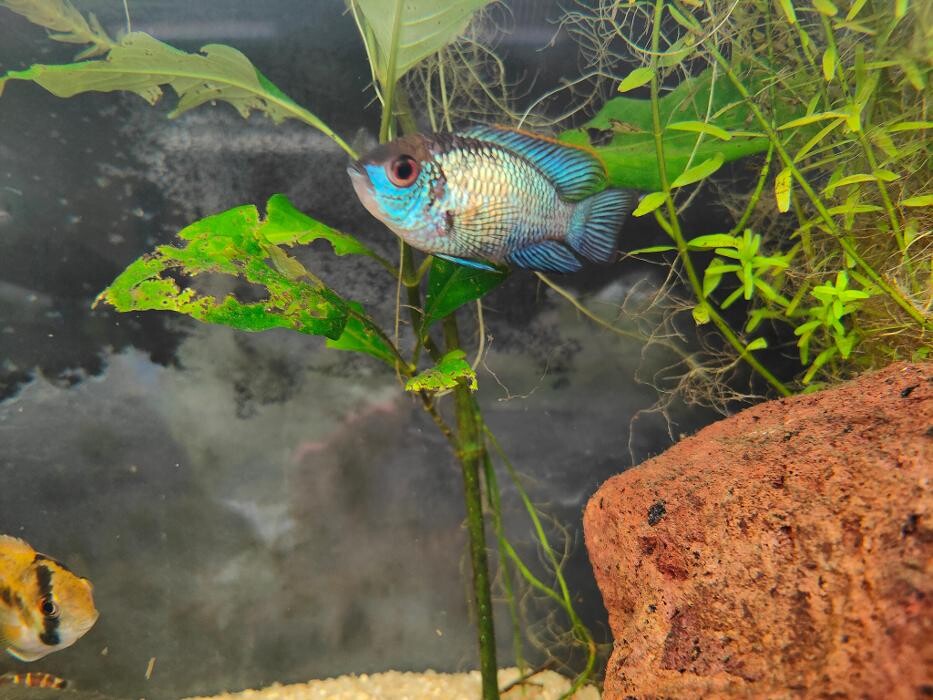 Images Aquariopassion