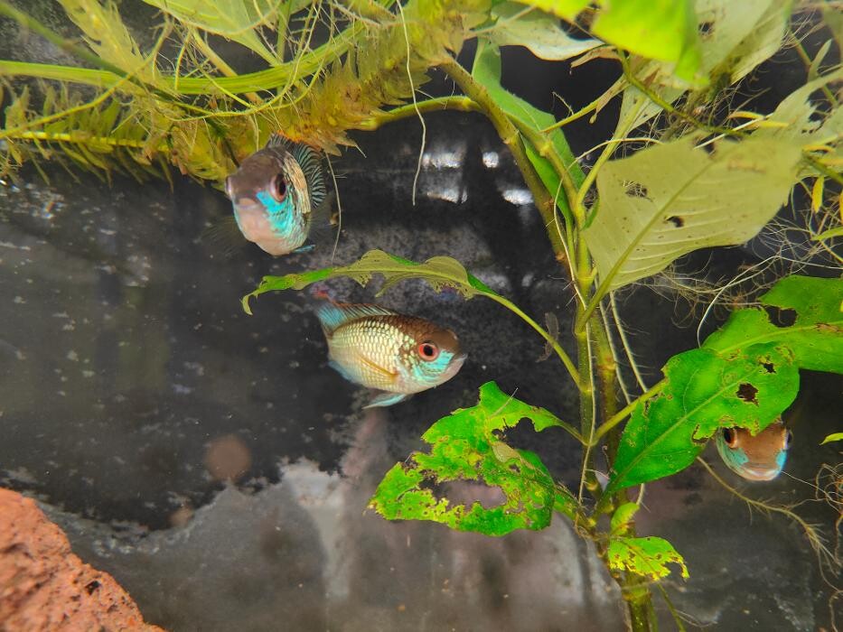 Images Aquariopassion