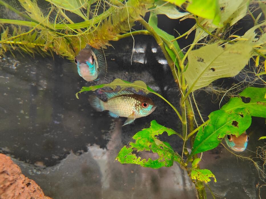 Images Aquariopassion