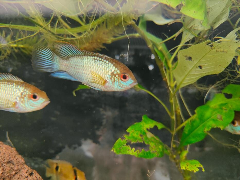 Images Aquariopassion