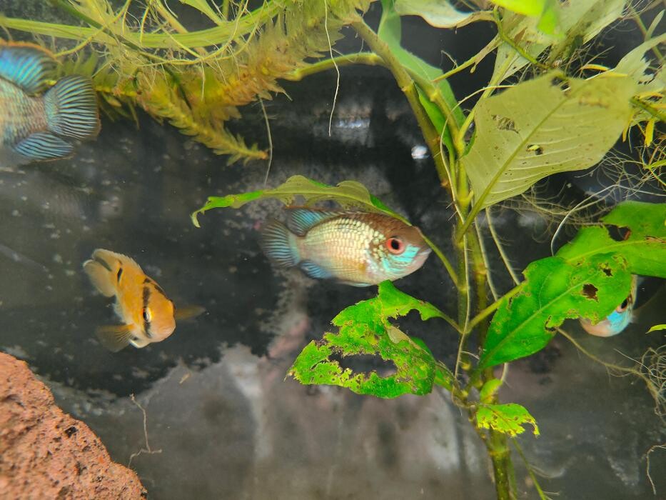 Images Aquariopassion