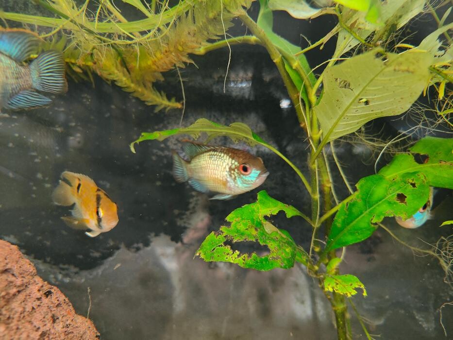 Images Aquariopassion