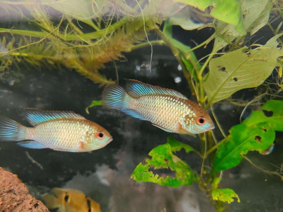 Images Aquariopassion