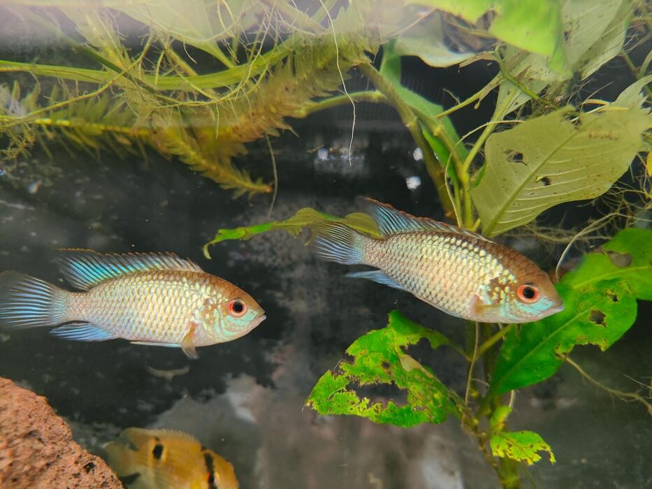 Images Aquariopassion