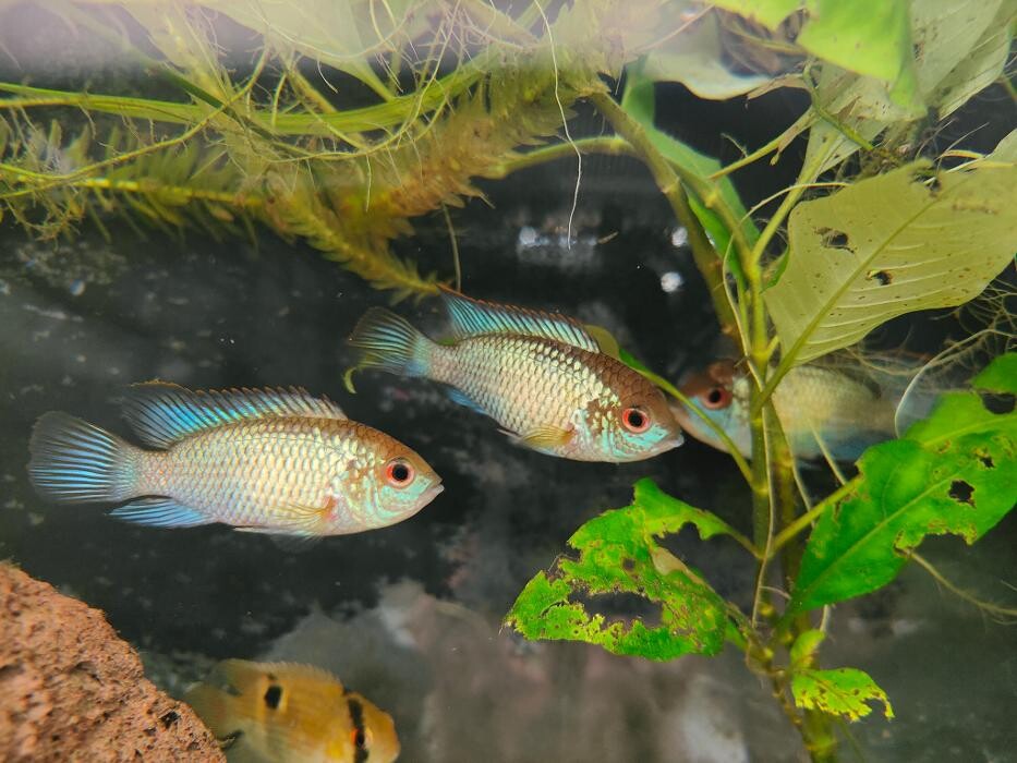 Images Aquariopassion