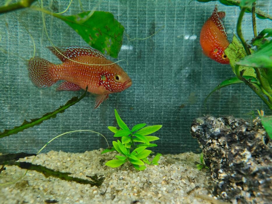 Images Aquariopassion