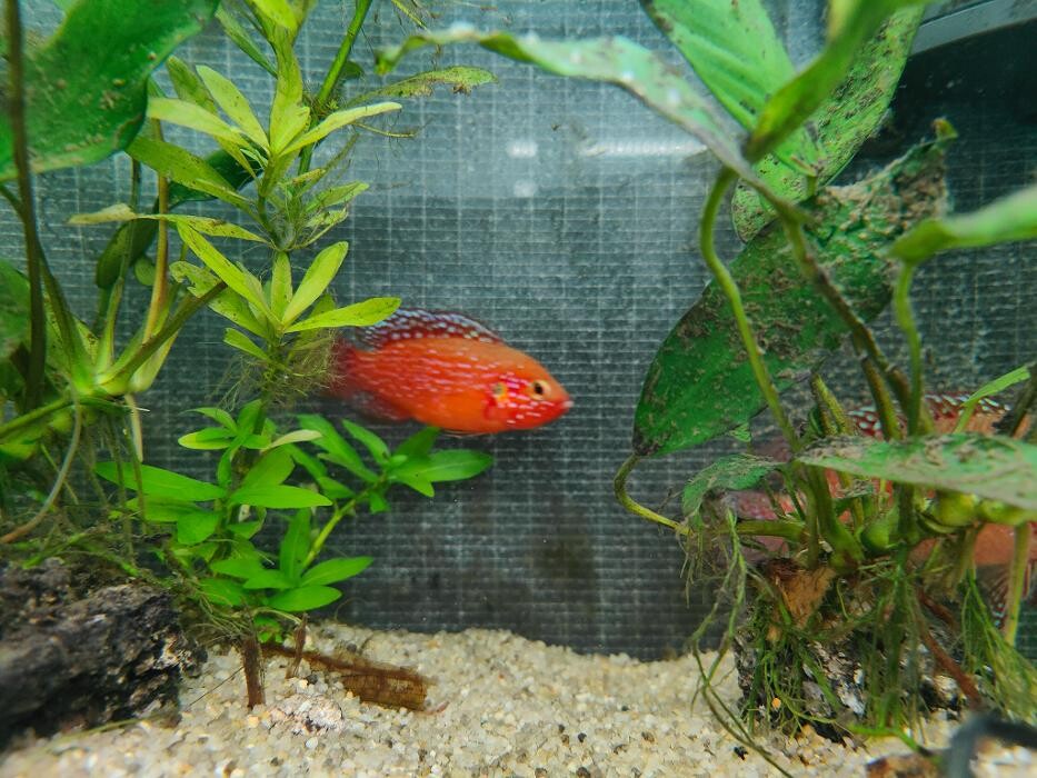 Images Aquariopassion