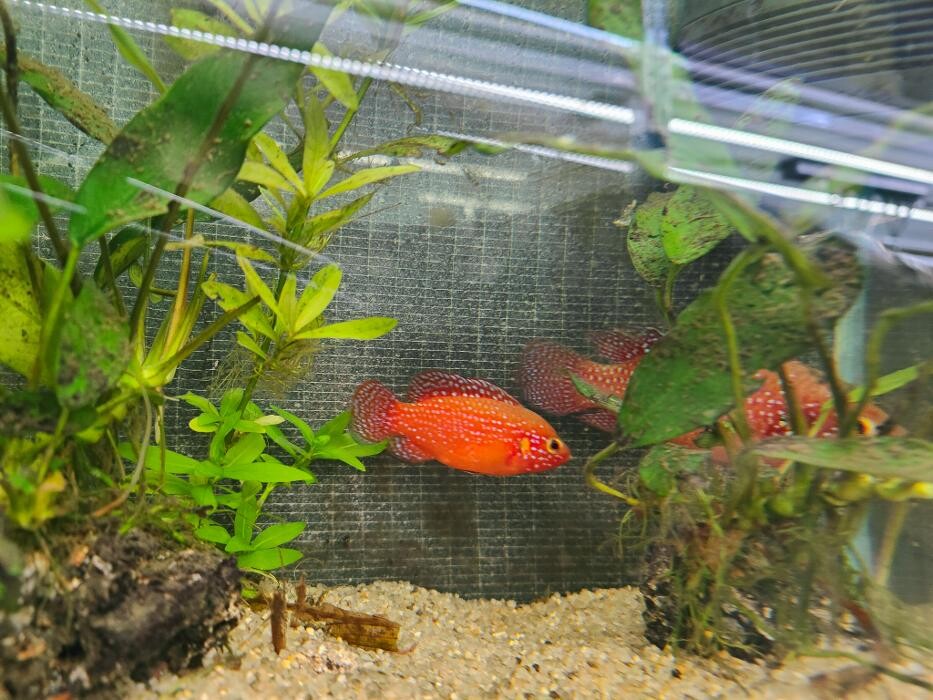 Images Aquariopassion