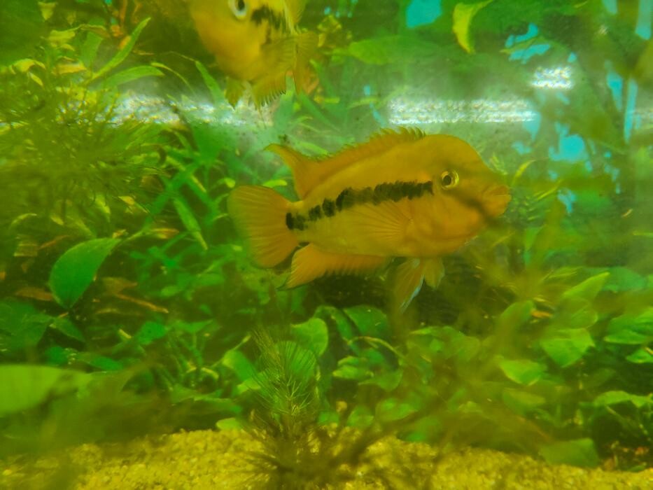 Images Aquariopassion