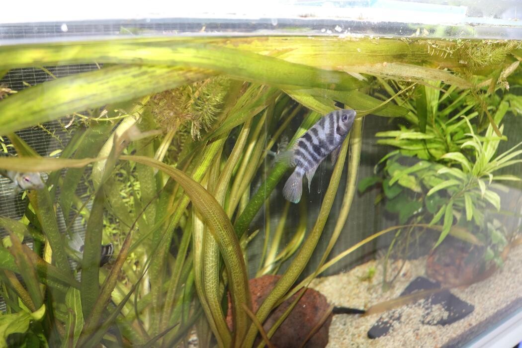 Images Aquariopassion