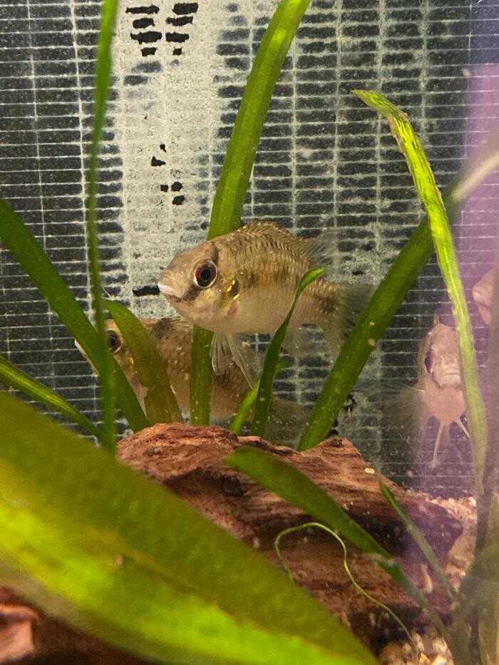 Images Aquariopassion