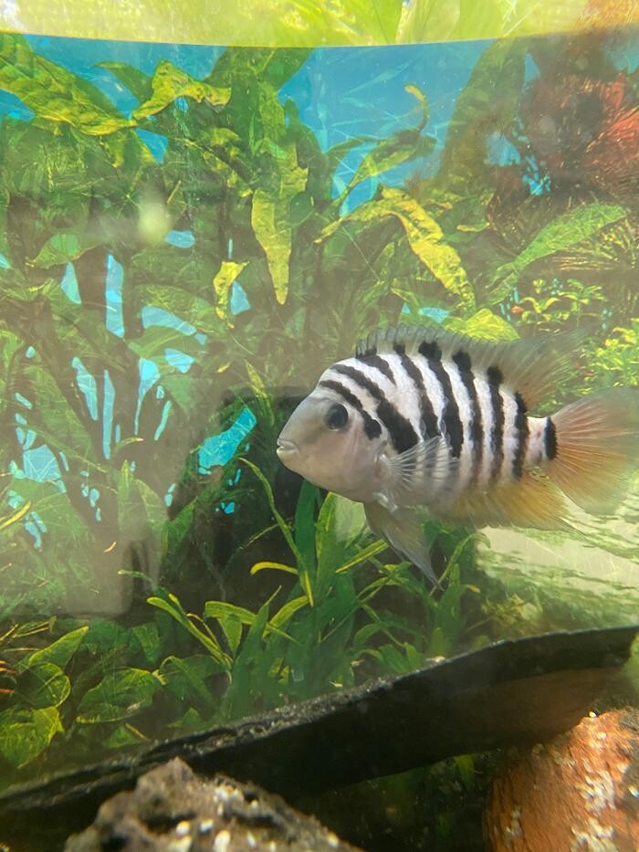 Images Aquariopassion