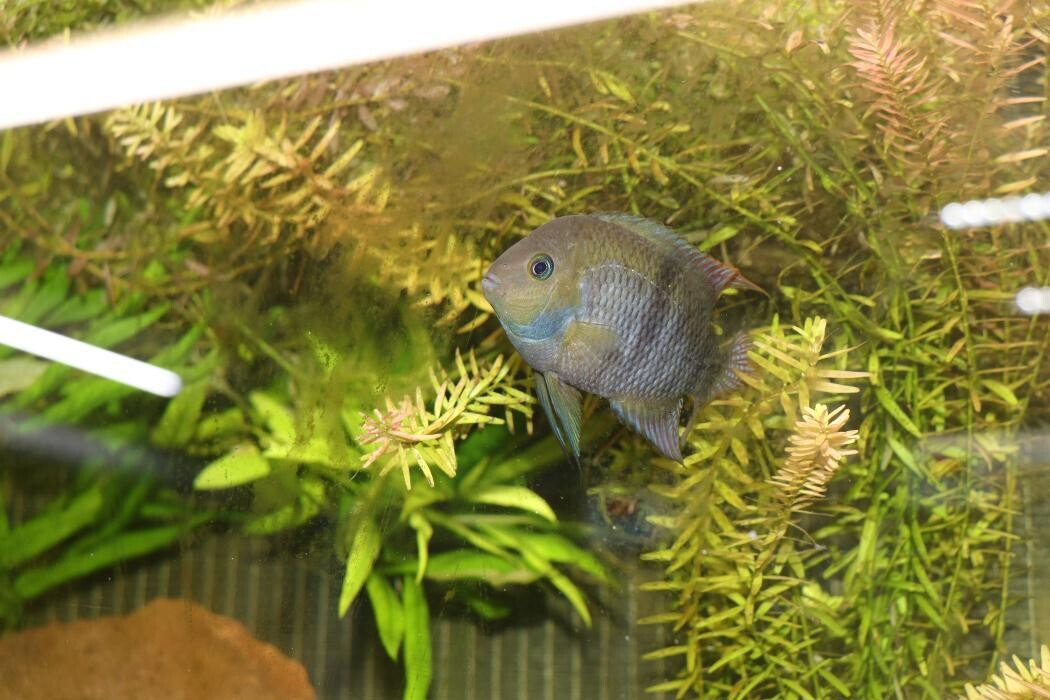 Images Aquariopassion