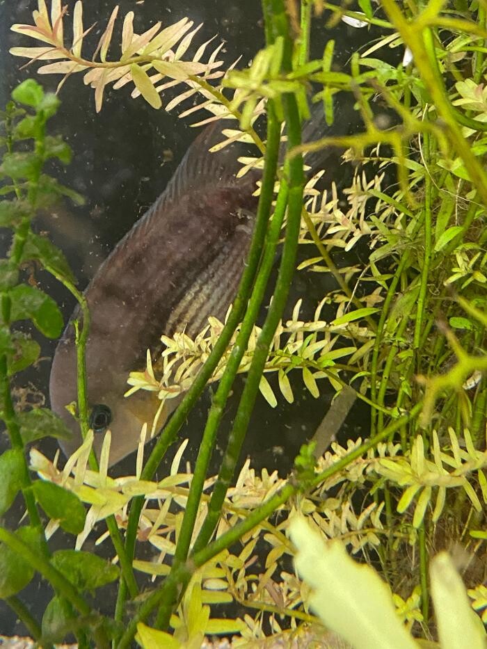 Images Aquariopassion