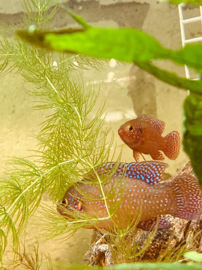 Images Aquariopassion