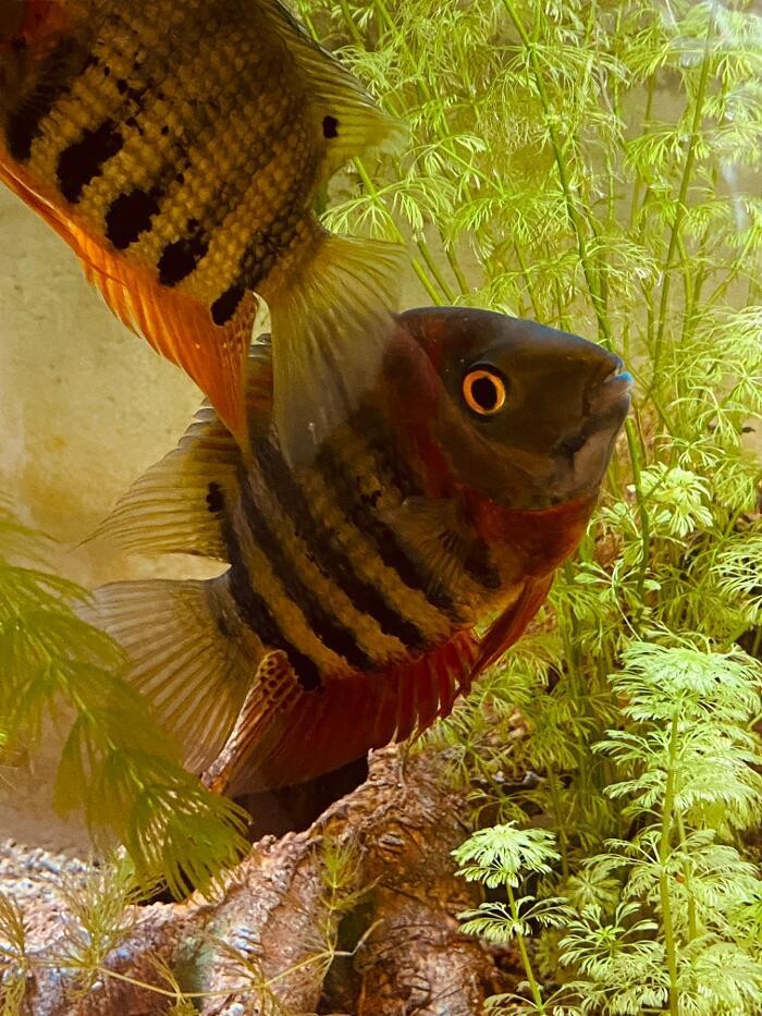 Images Aquariopassion