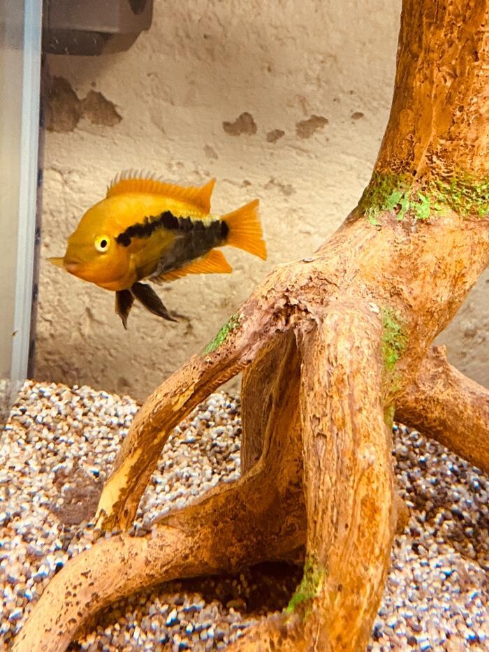 Images Aquariopassion