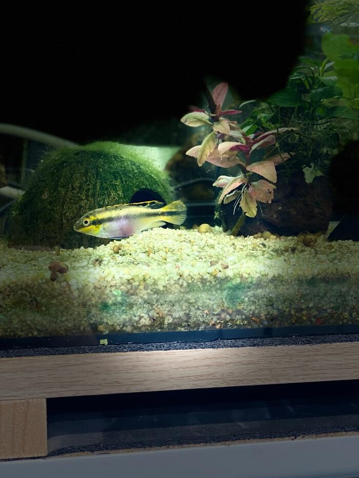 Images Aquariopassion