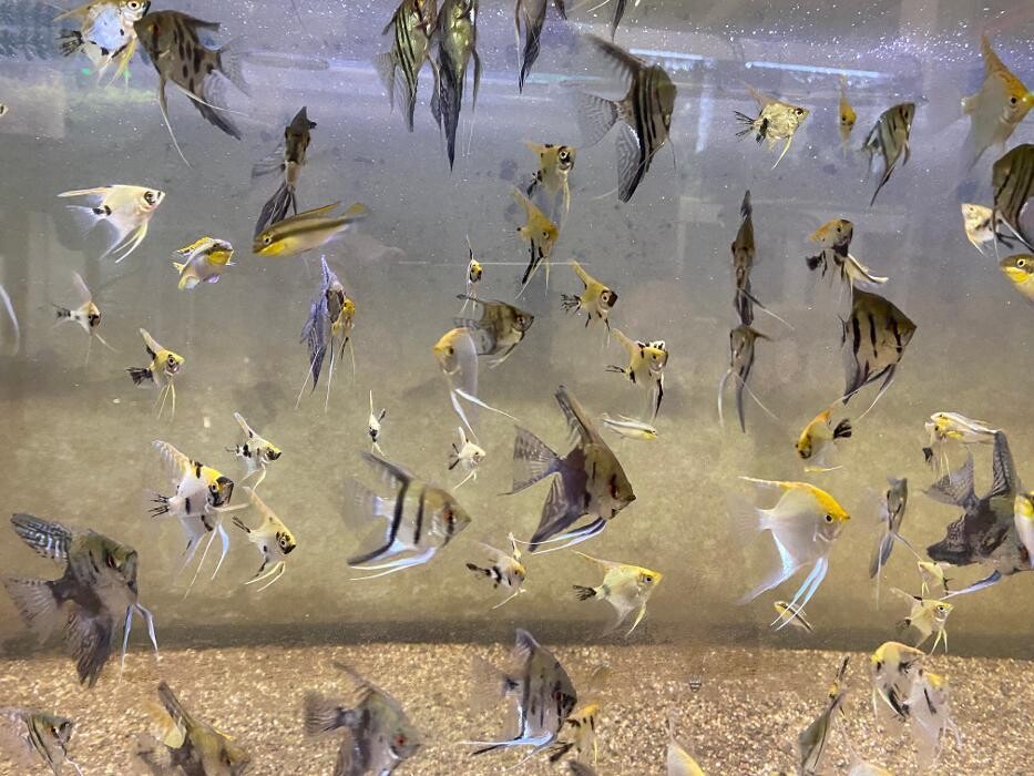 Images Aquariopassion