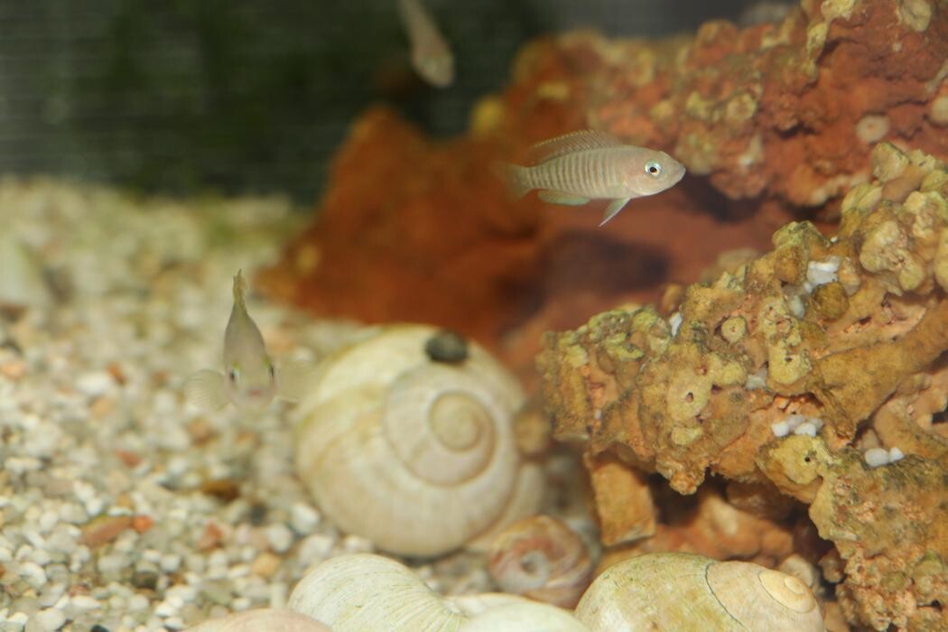 Images Aquariopassion