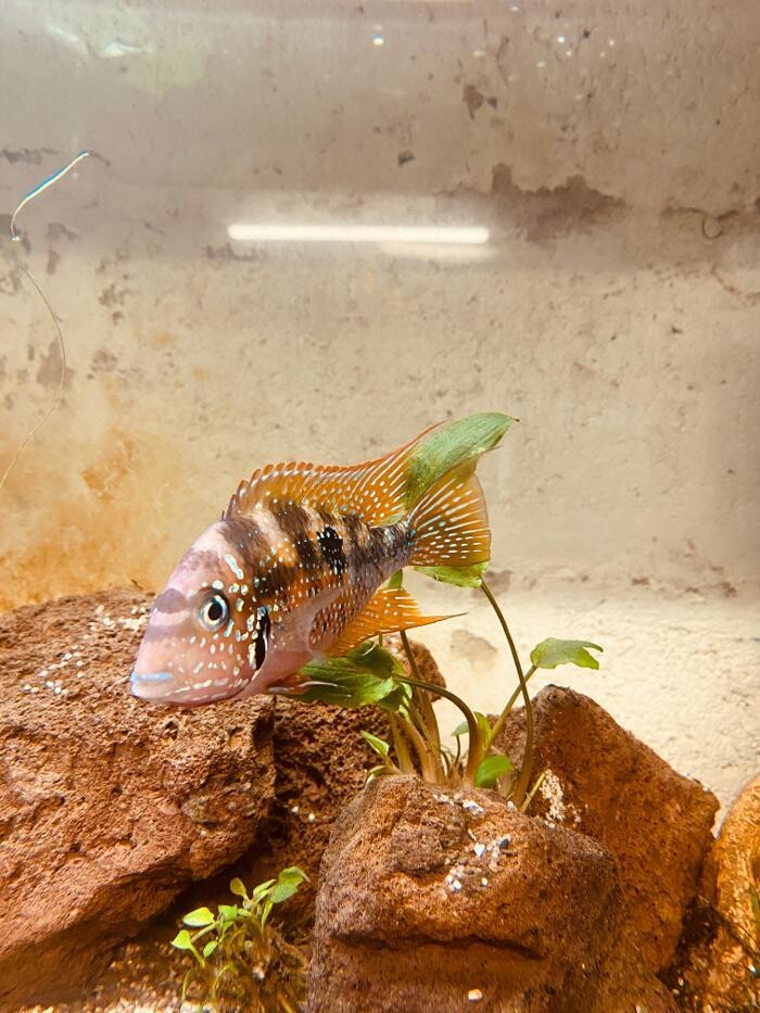 Images Aquariopassion