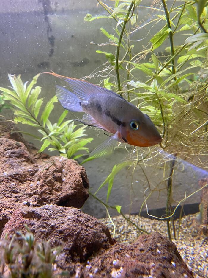 Images Aquariopassion