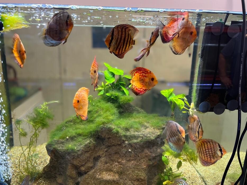 Images Aquariopassion