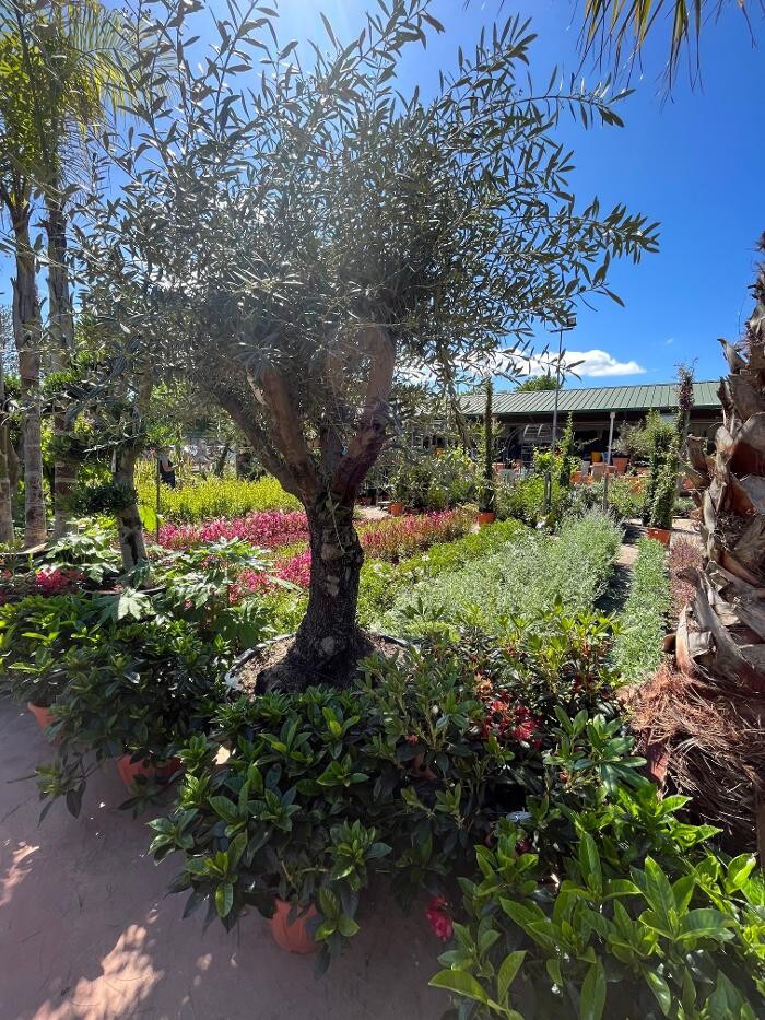 Images Villaverde Grimaud