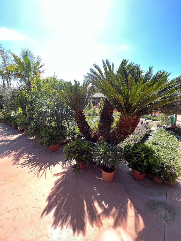 Images Villaverde Grimaud