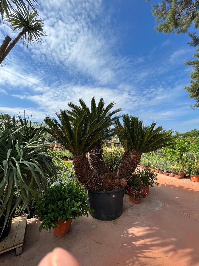 Images Villaverde Grimaud