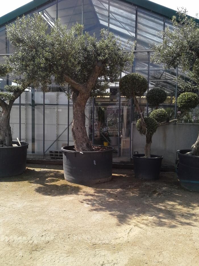 Images VillaVerde Carcassonne