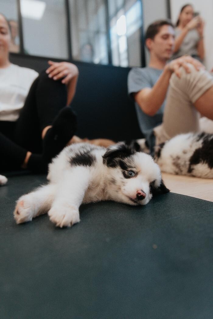 Images Puppy With Yoga