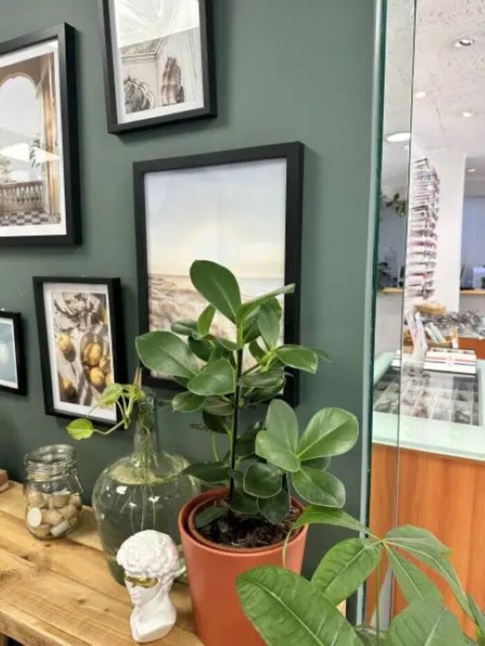 Images Optique Mezard - Opticien Martigues