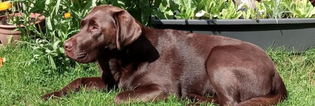 Images Chessington Veterinary Surgery