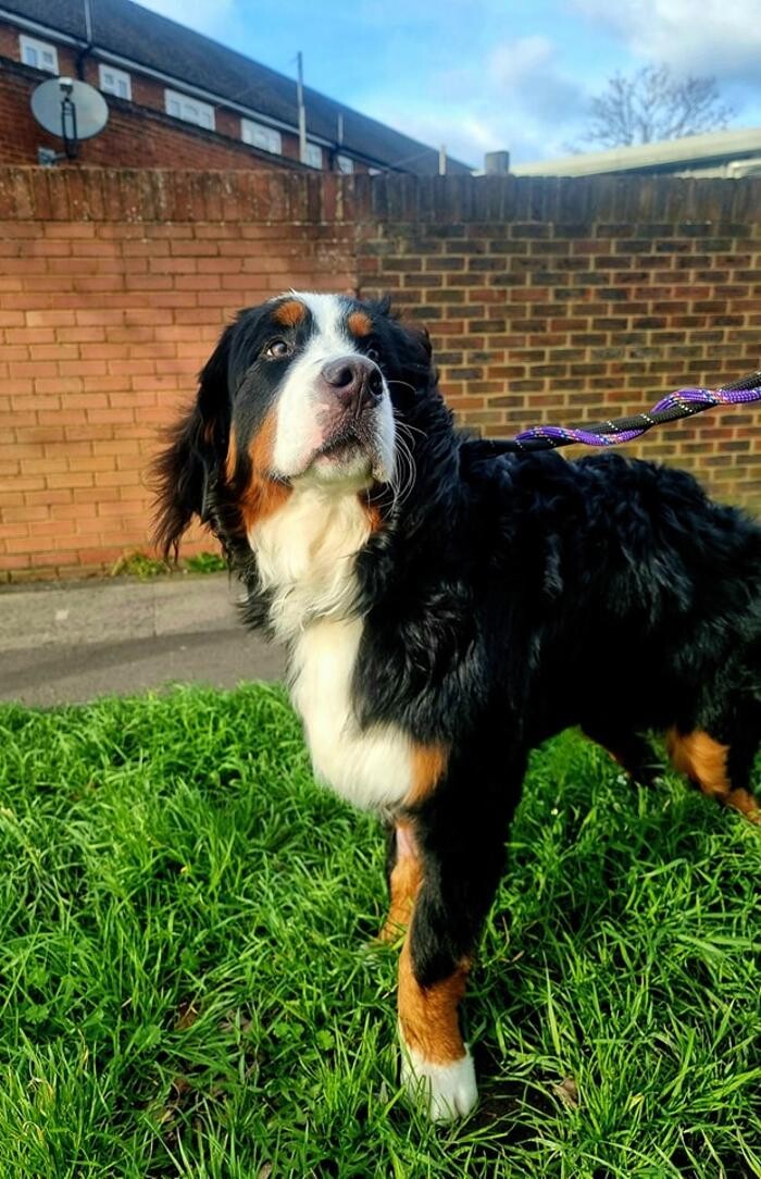 Images Chessington Veterinary Surgery