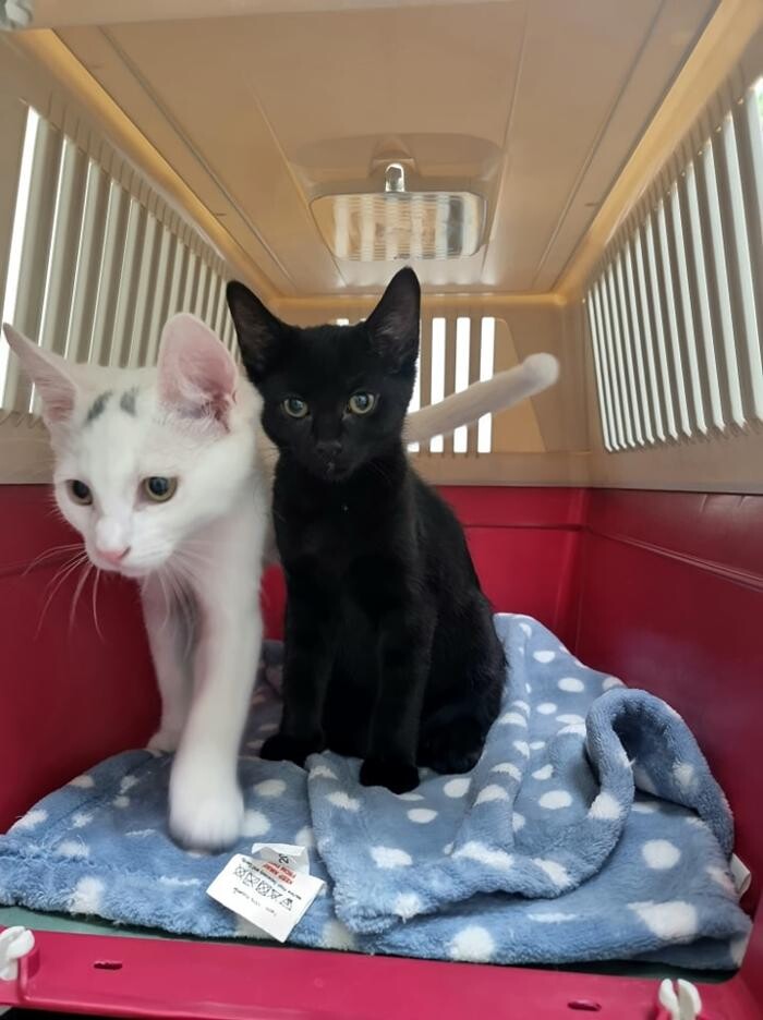 Images Chessington Veterinary Surgery