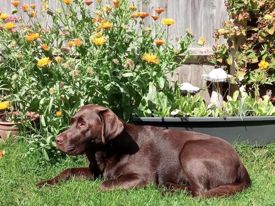 Images Chessington Veterinary Surgery