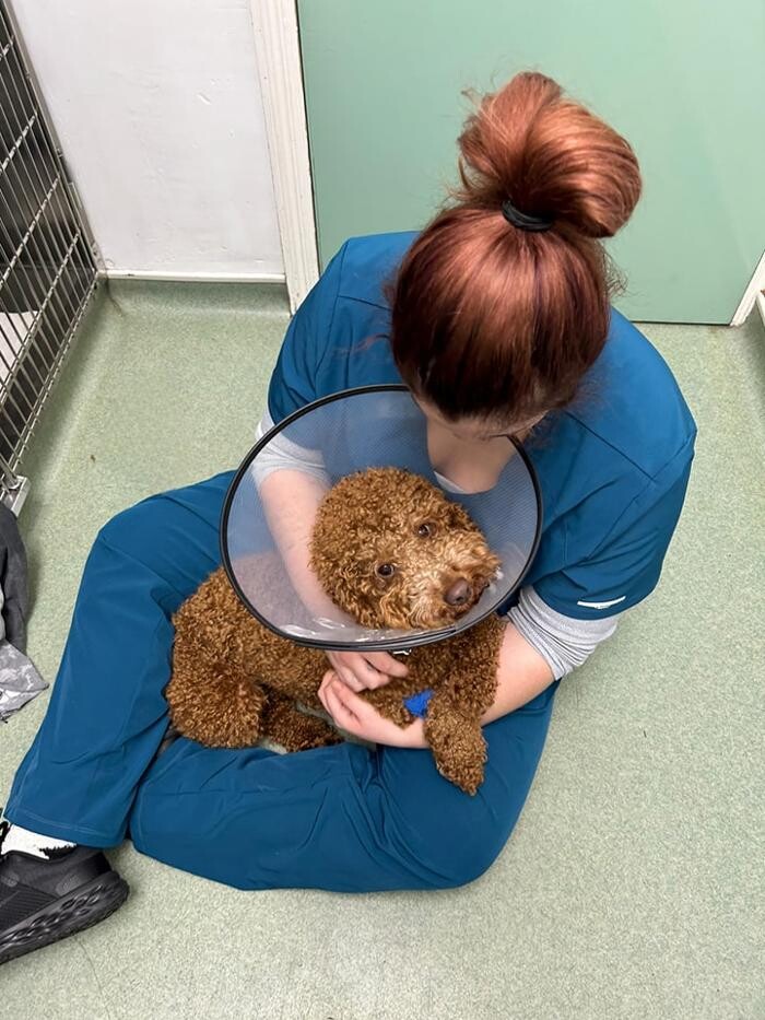 Images Chessington Veterinary Surgery