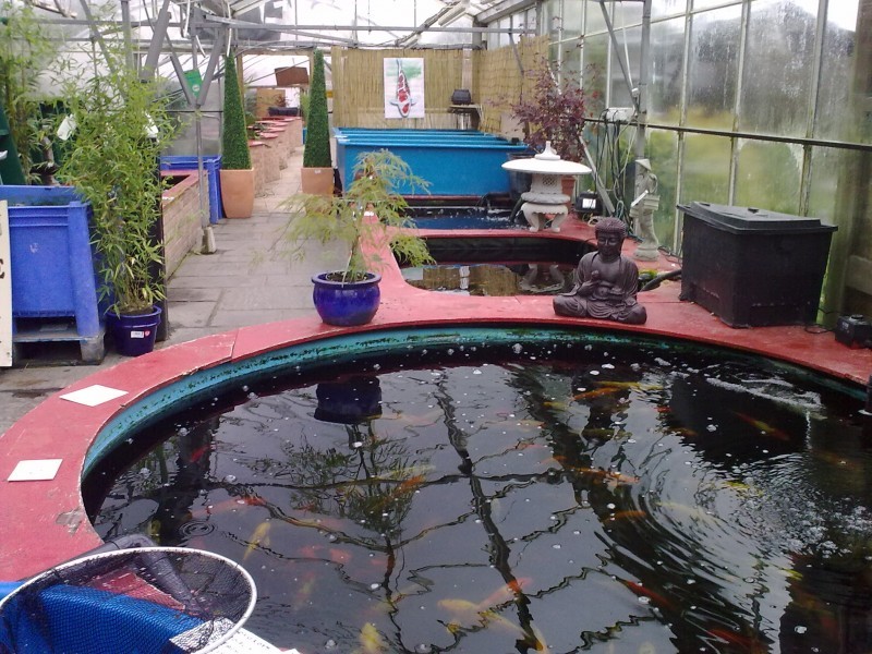 Images The Koi Pool Water Gardens