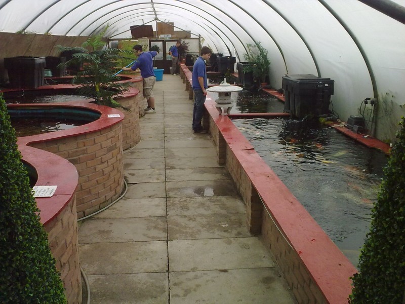 Images The Koi Pool Water Gardens