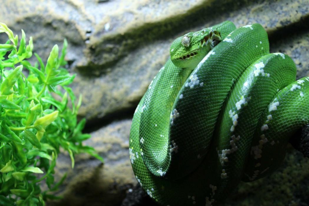 Images Tails and Scales Pet Centre