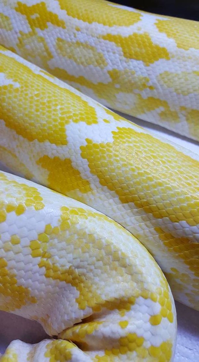 Images Tails and Scales Pet Centre