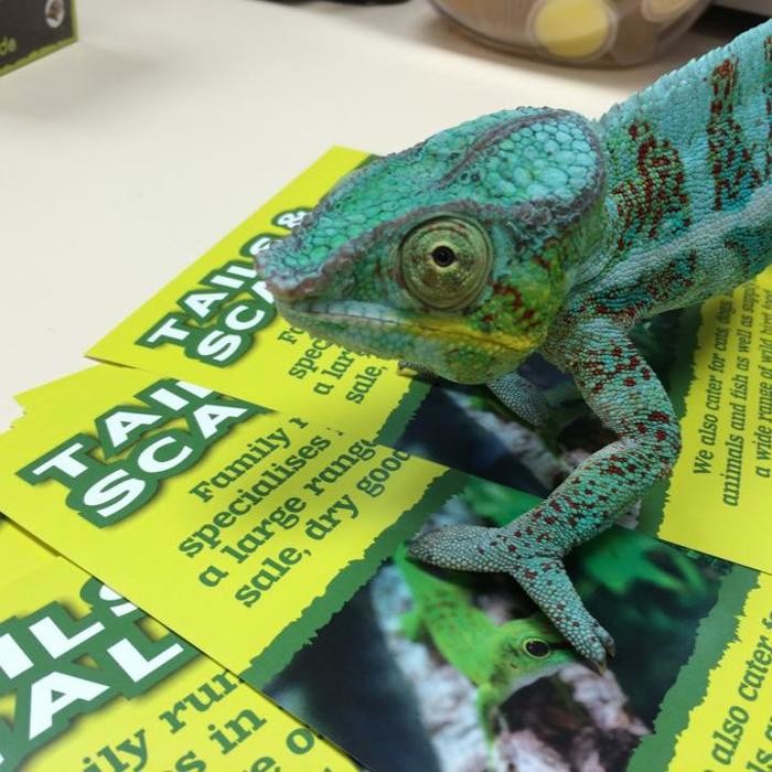 Images Tails and Scales Pet Centre
