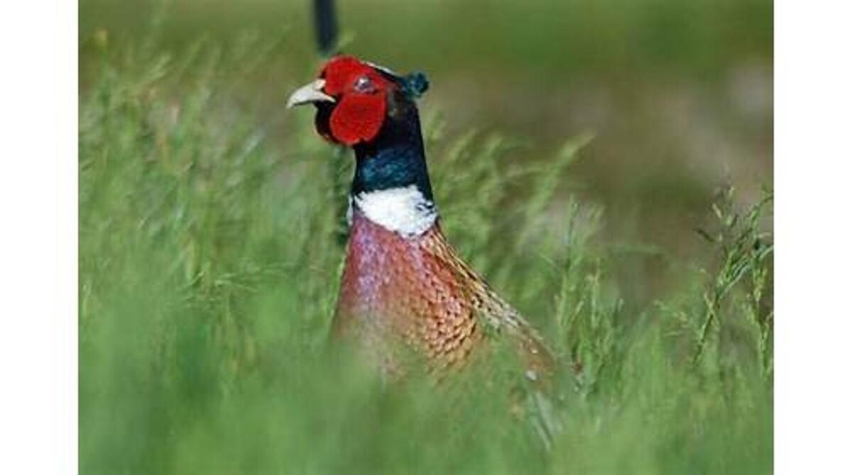 Images Urbalshinny Sporting Lodge