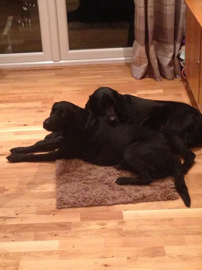 Images All paws dog walkers and home boarding