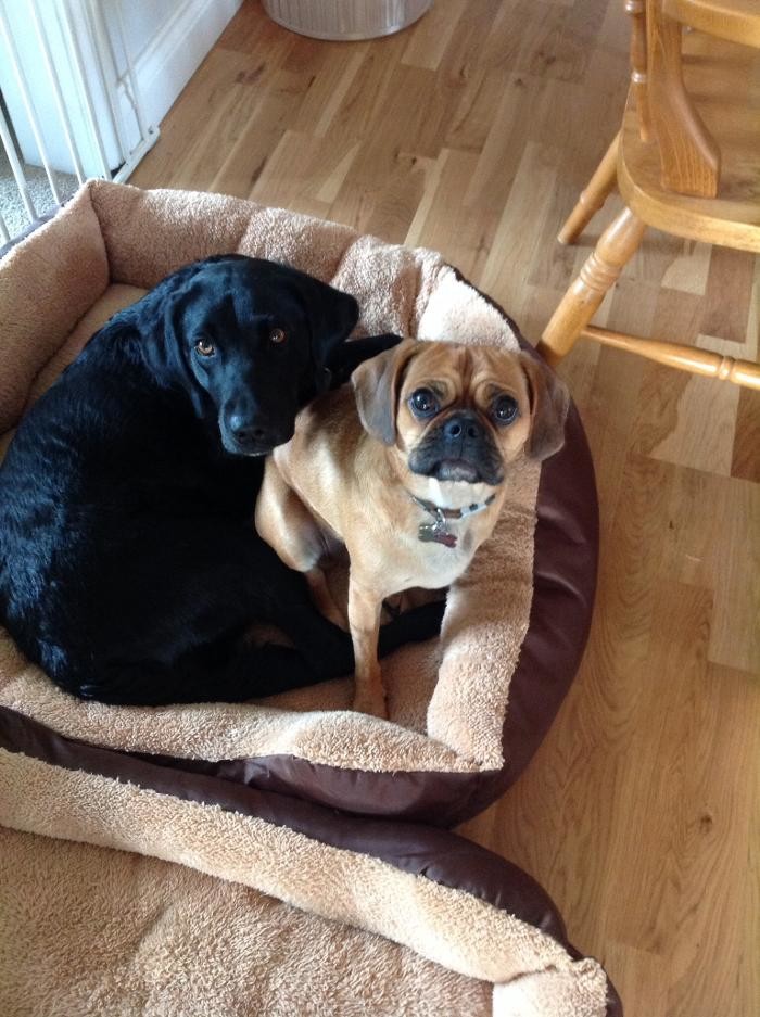 Images All paws dog walkers and home boarding