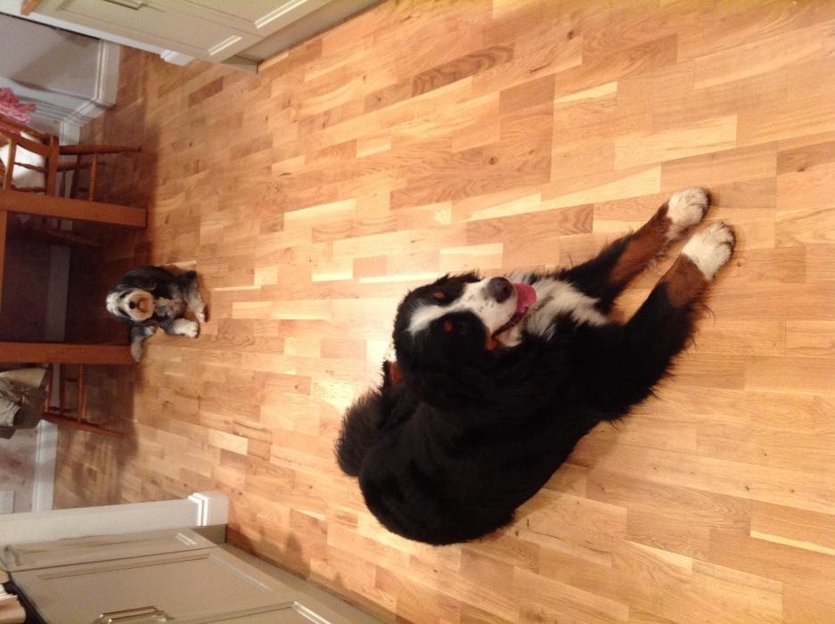 Images All paws dog walkers and home boarding