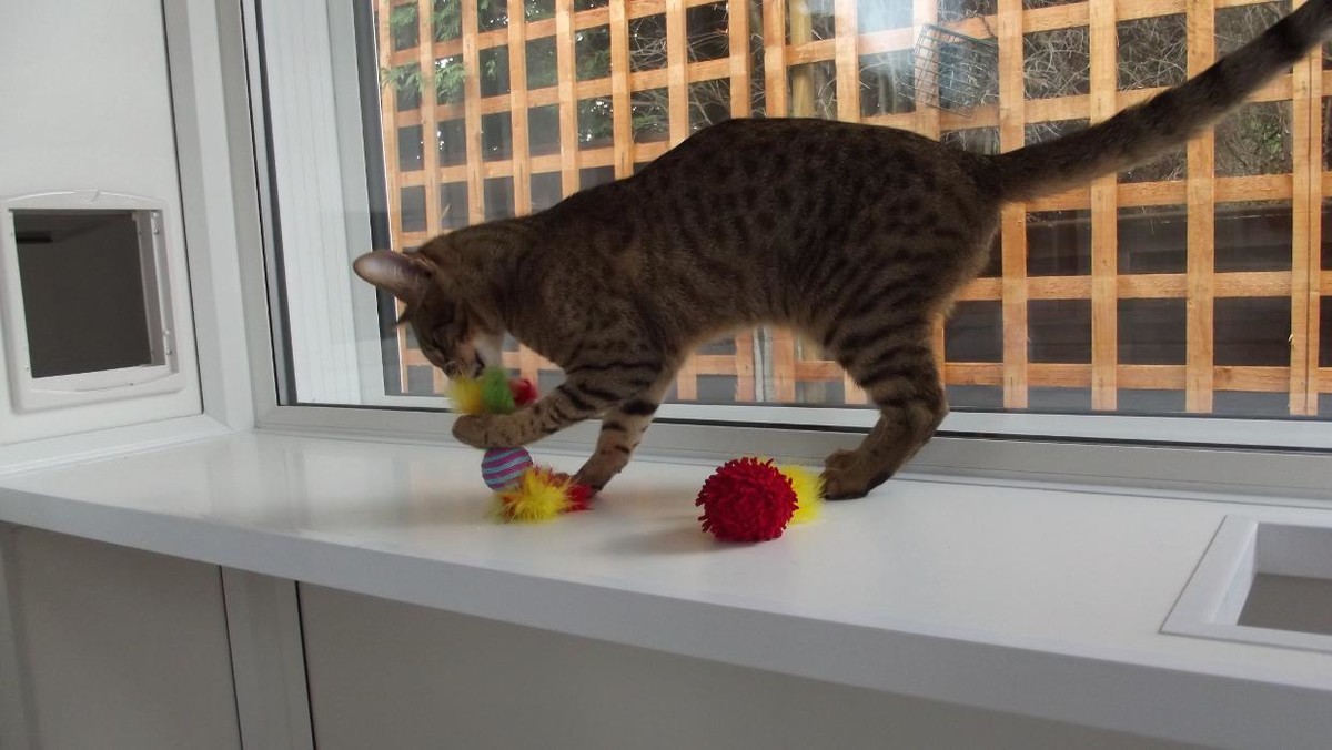 Images SpoiltCats Cattery